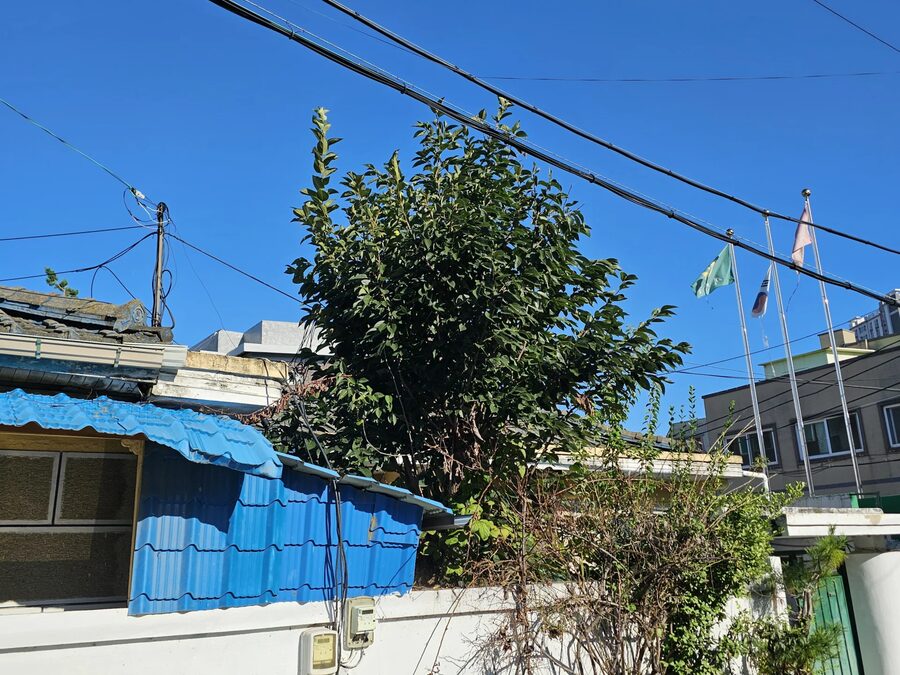 주택가 나무전지 작업 전 전주를 덮은 가지